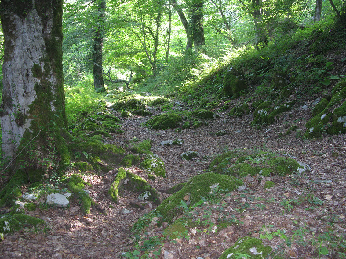 Афонская гора, image of landscape/habitat.