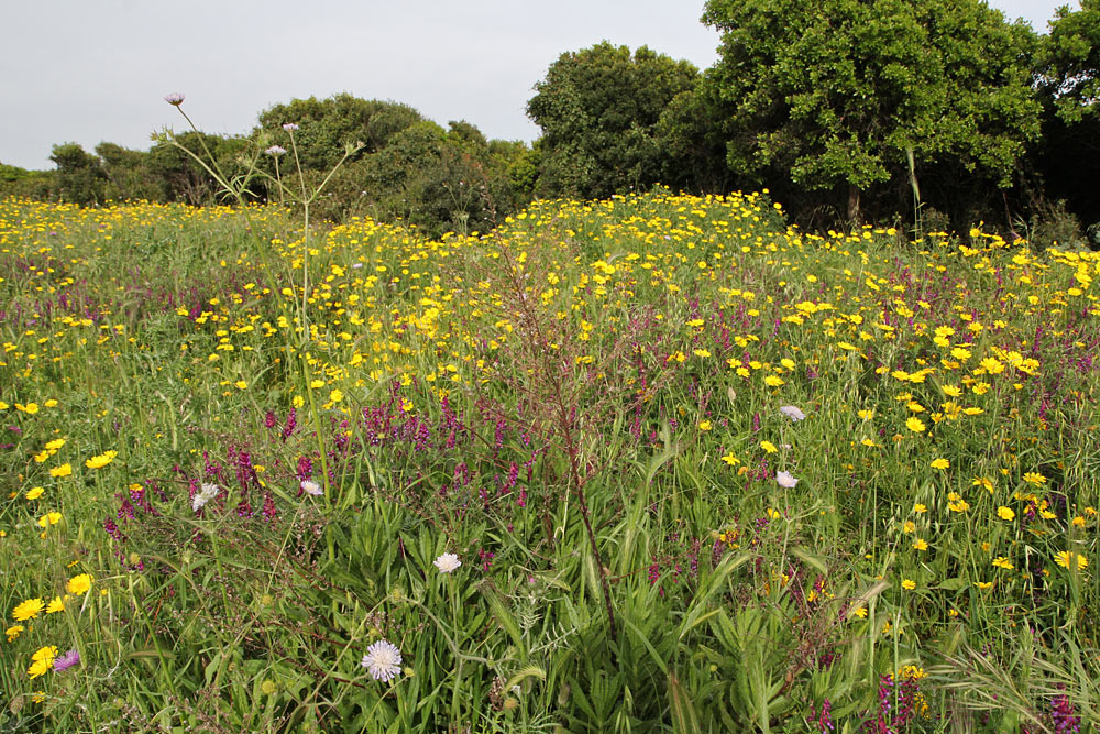 Катаколо, image of landscape/habitat.