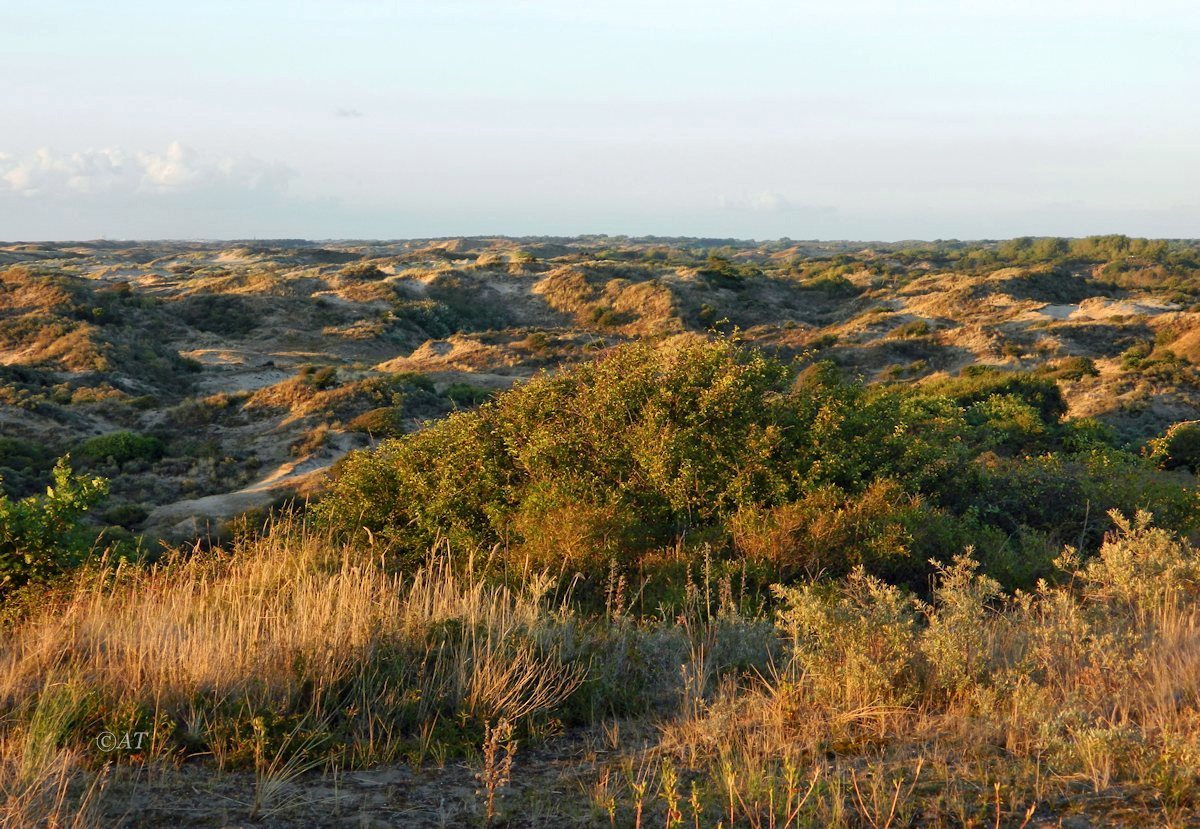 Схевенинген, image of landscape/habitat.