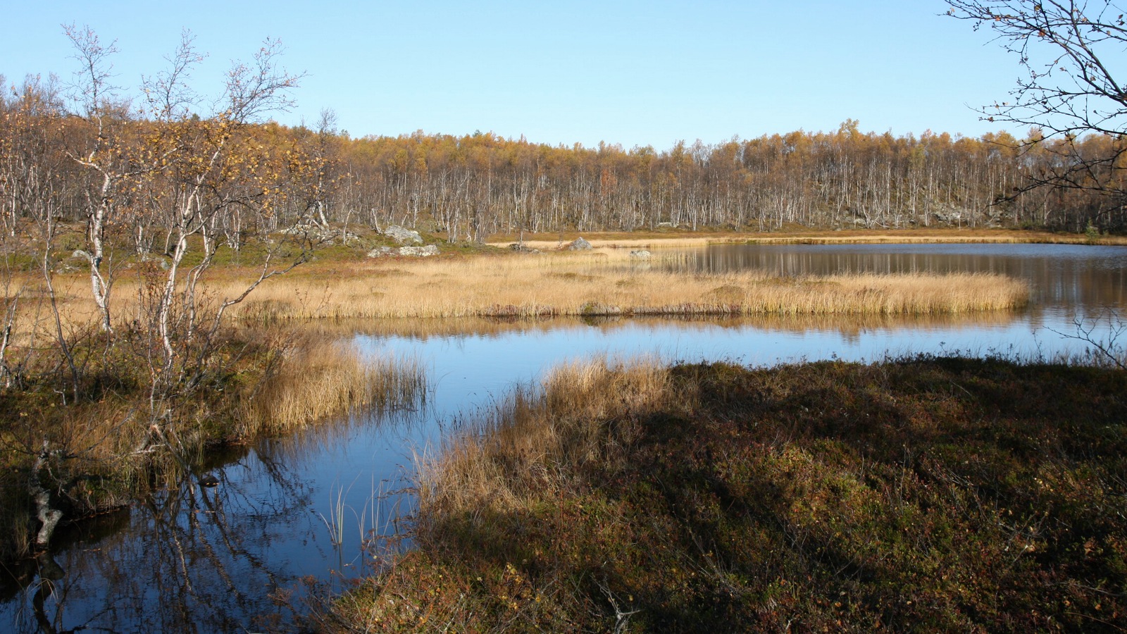 Окрестности озера Лапоть, image of landscape/habitat.