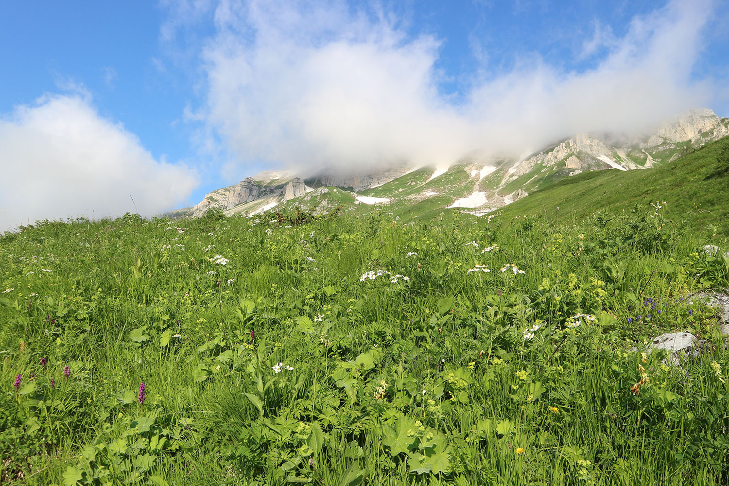 Яворова Поляна, image of landscape/habitat.