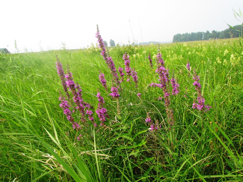 Школьный заказник орхидей, image of landscape/habitat.