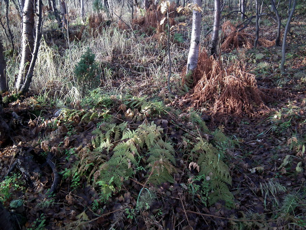 Окрестности посёлка Росляково, image of landscape/habitat.