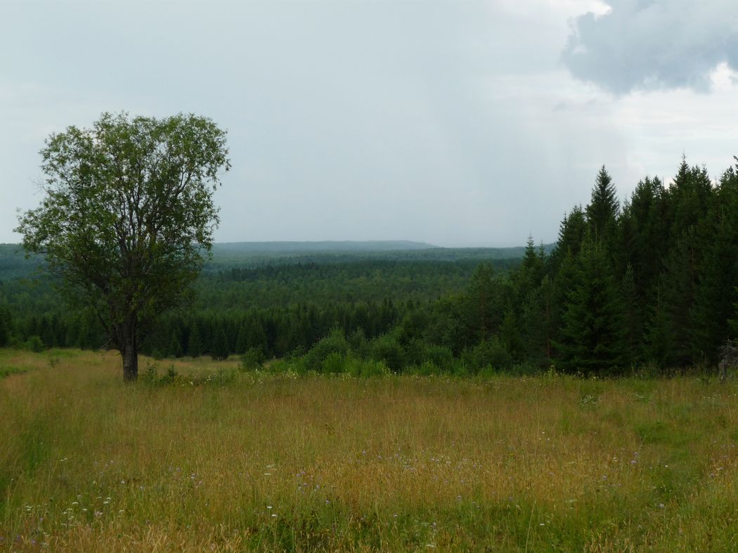 Усть-Шоноша, изображение ландшафта.