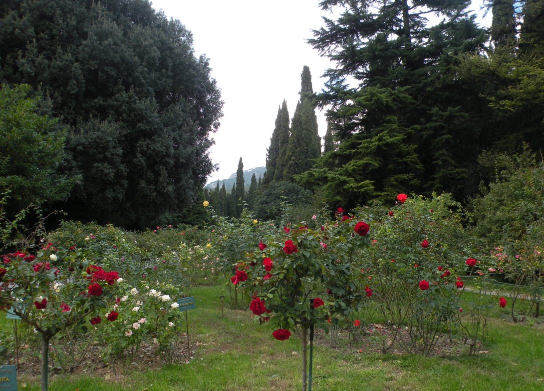 Никитский ботанический сад, image of landscape/habitat.