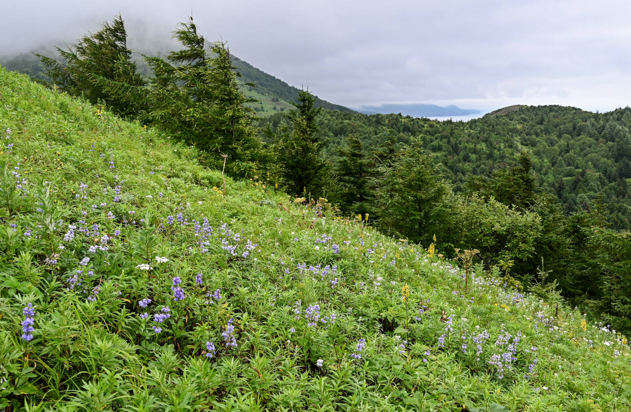 Хребет Жданко, image of landscape/habitat.