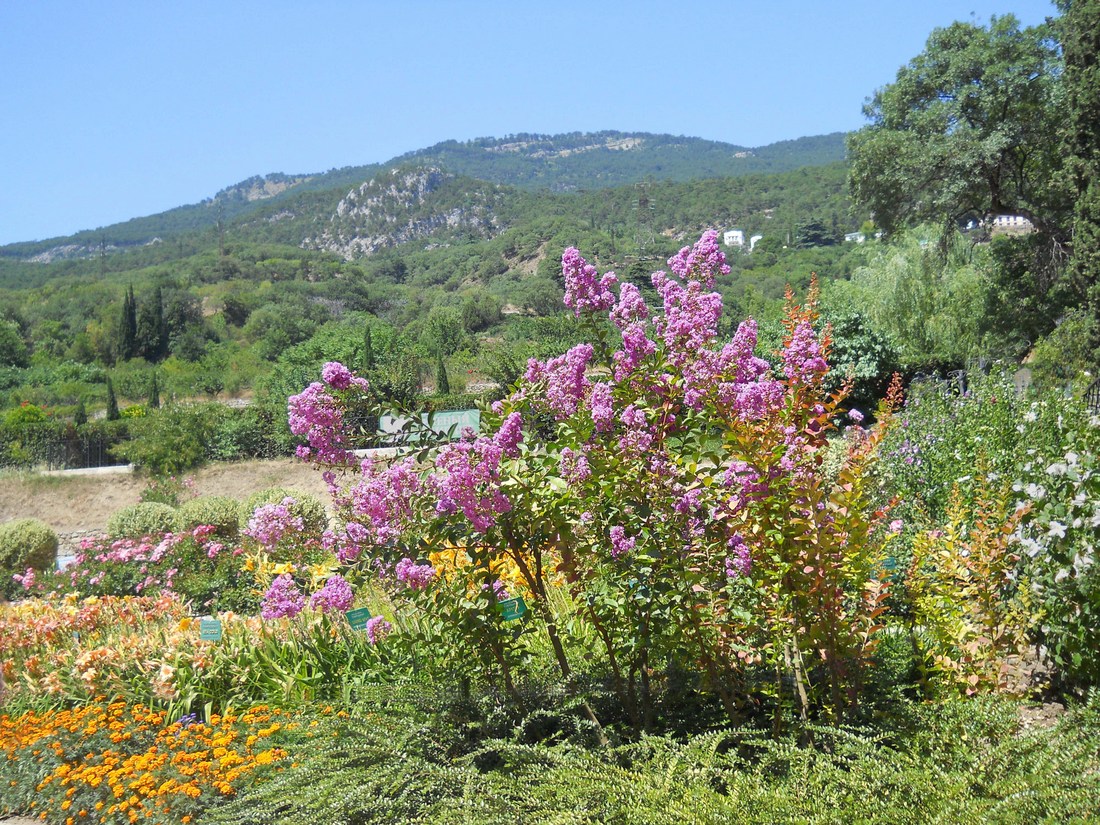 Никитский ботанический сад, image of landscape/habitat.