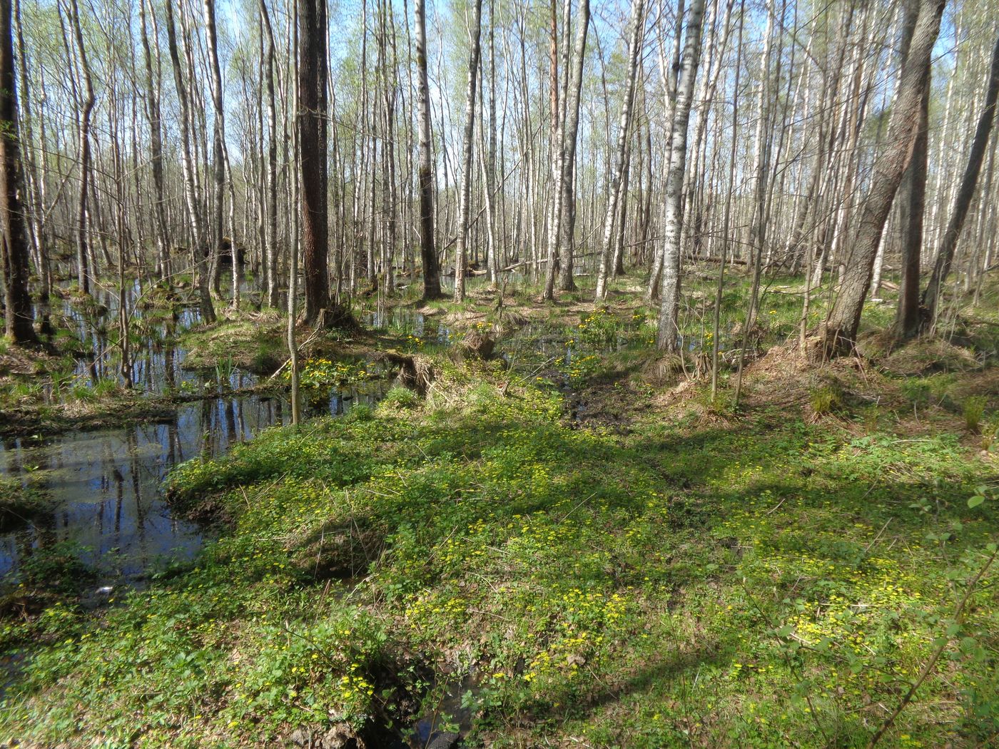 Козье болото, image of landscape/habitat.