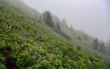 Хребет Жданко, image of landscape/habitat.