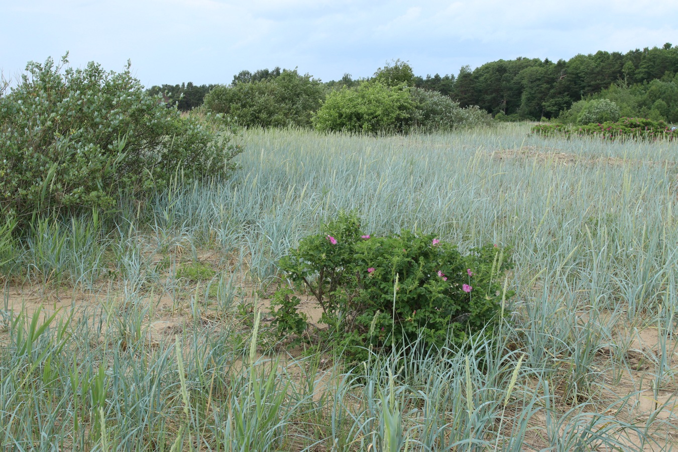 Сосновый Бор, image of landscape/habitat.