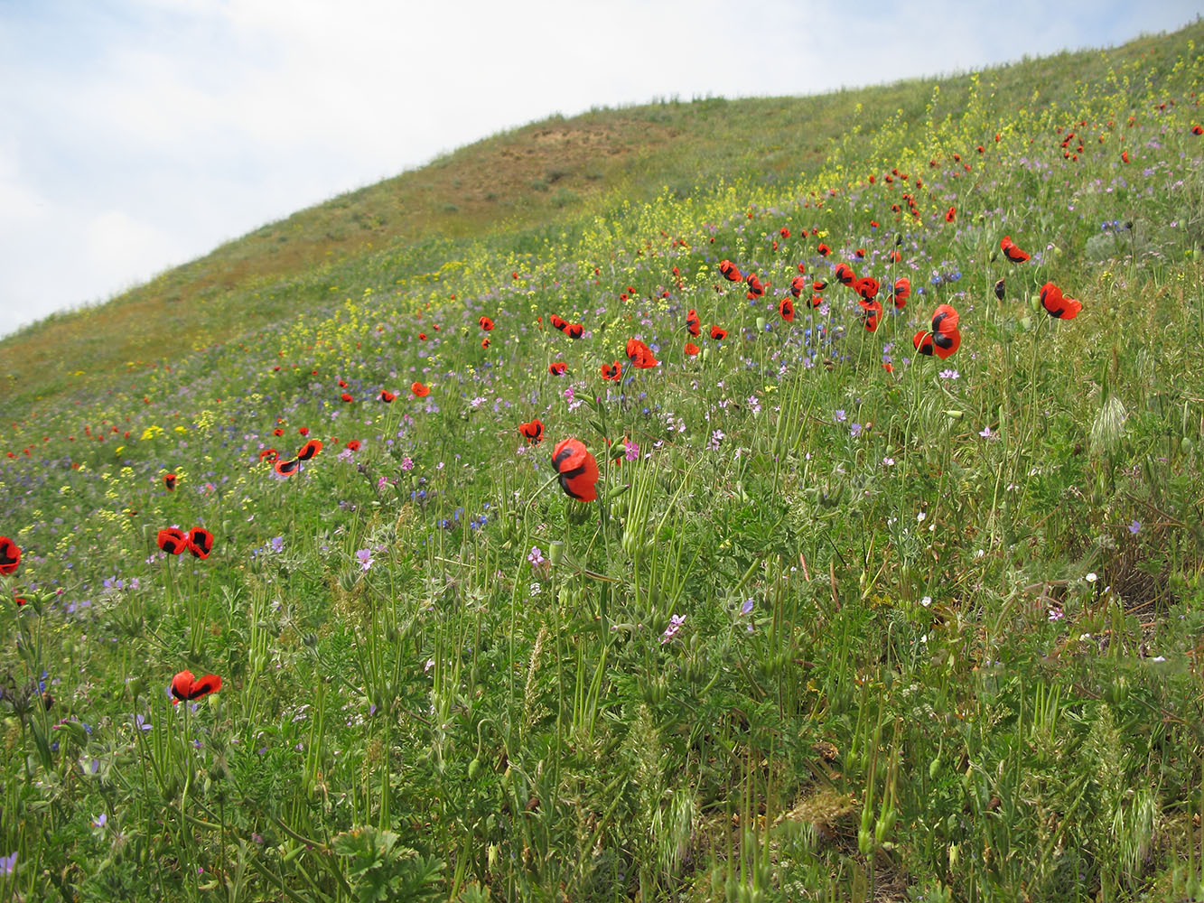 Железный Рог, image of landscape/habitat.