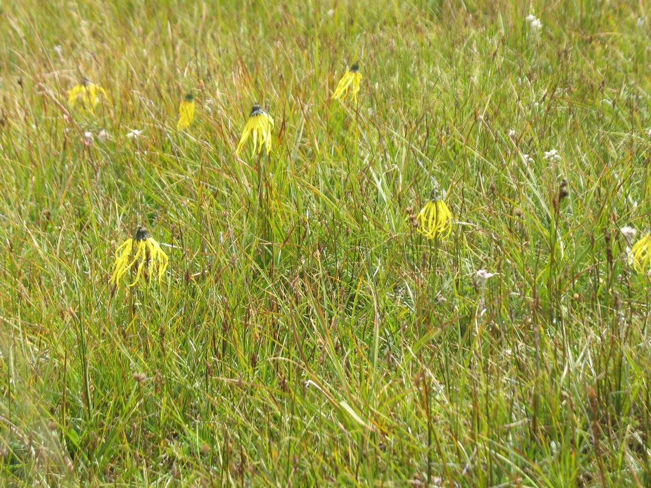 Songpan, image of landscape/habitat.