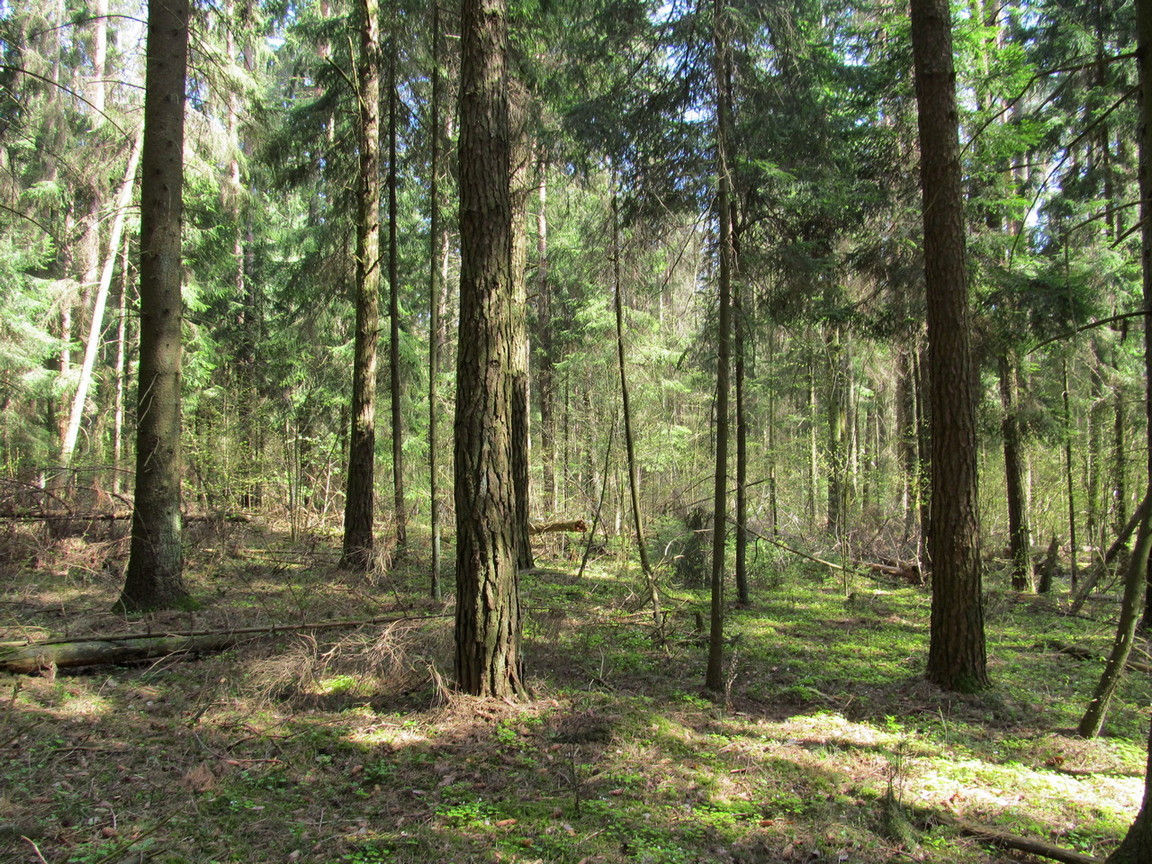 Урочище Климовка, image of landscape/habitat.