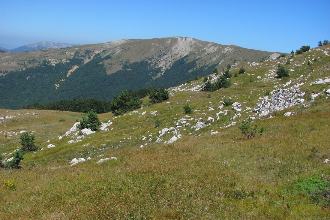 Ялтинская яйла, image of landscape/habitat.