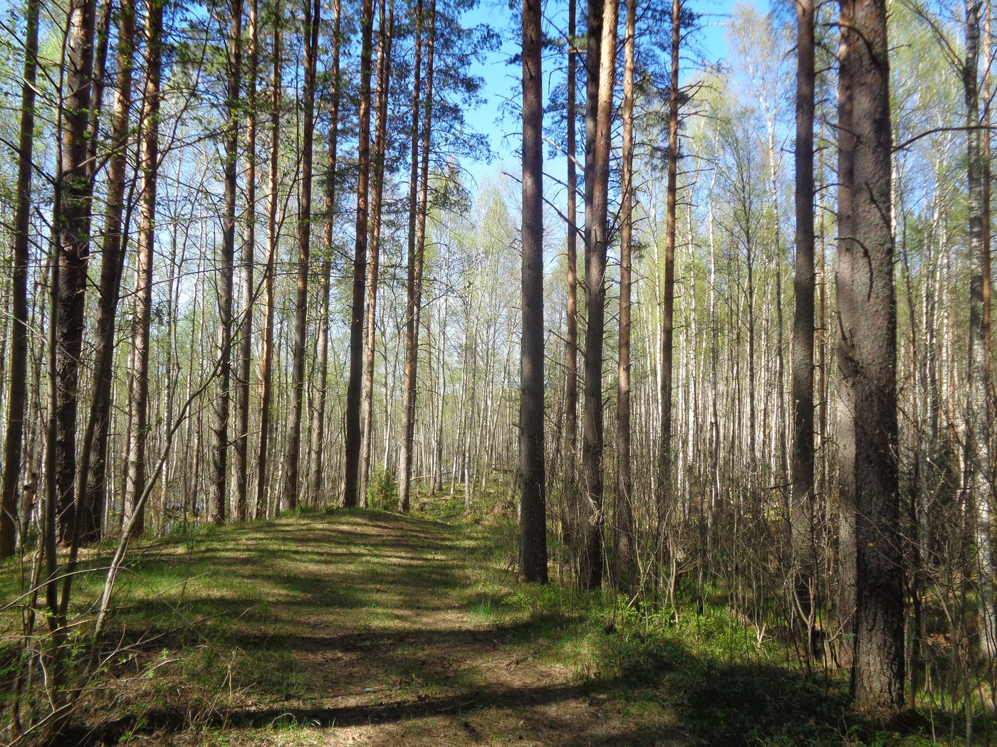 Козье болото, image of landscape/habitat.