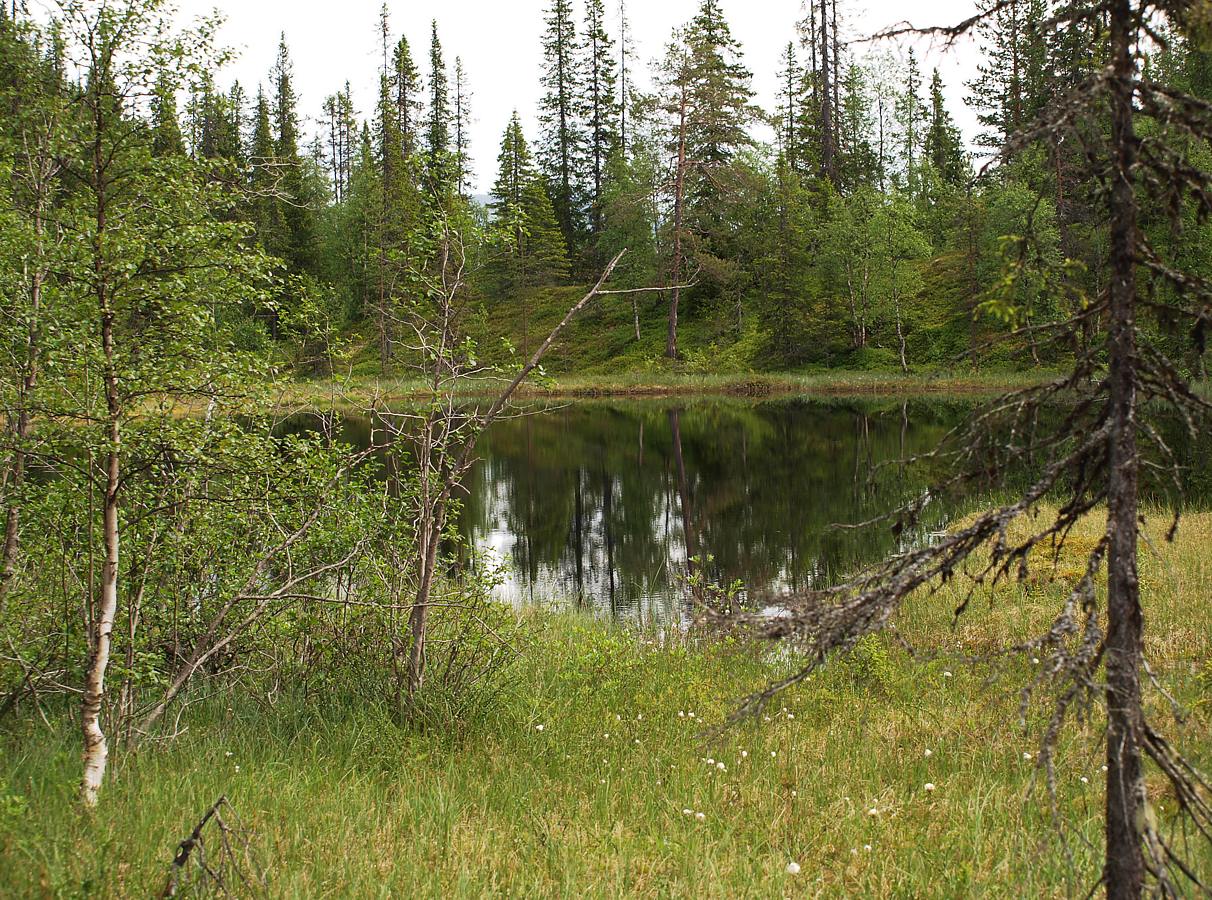 Лувеньгские Тундры, image of landscape/habitat.