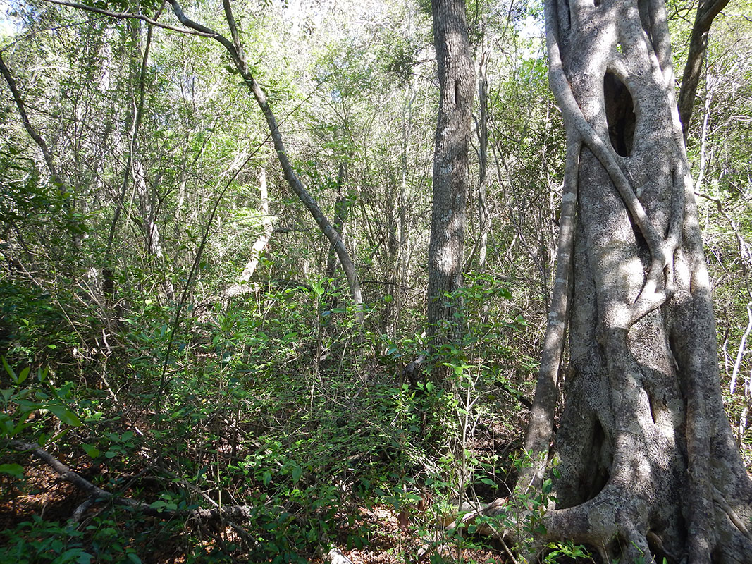 Нацпарк «Зомбицие-Вохибасия», image of landscape/habitat.