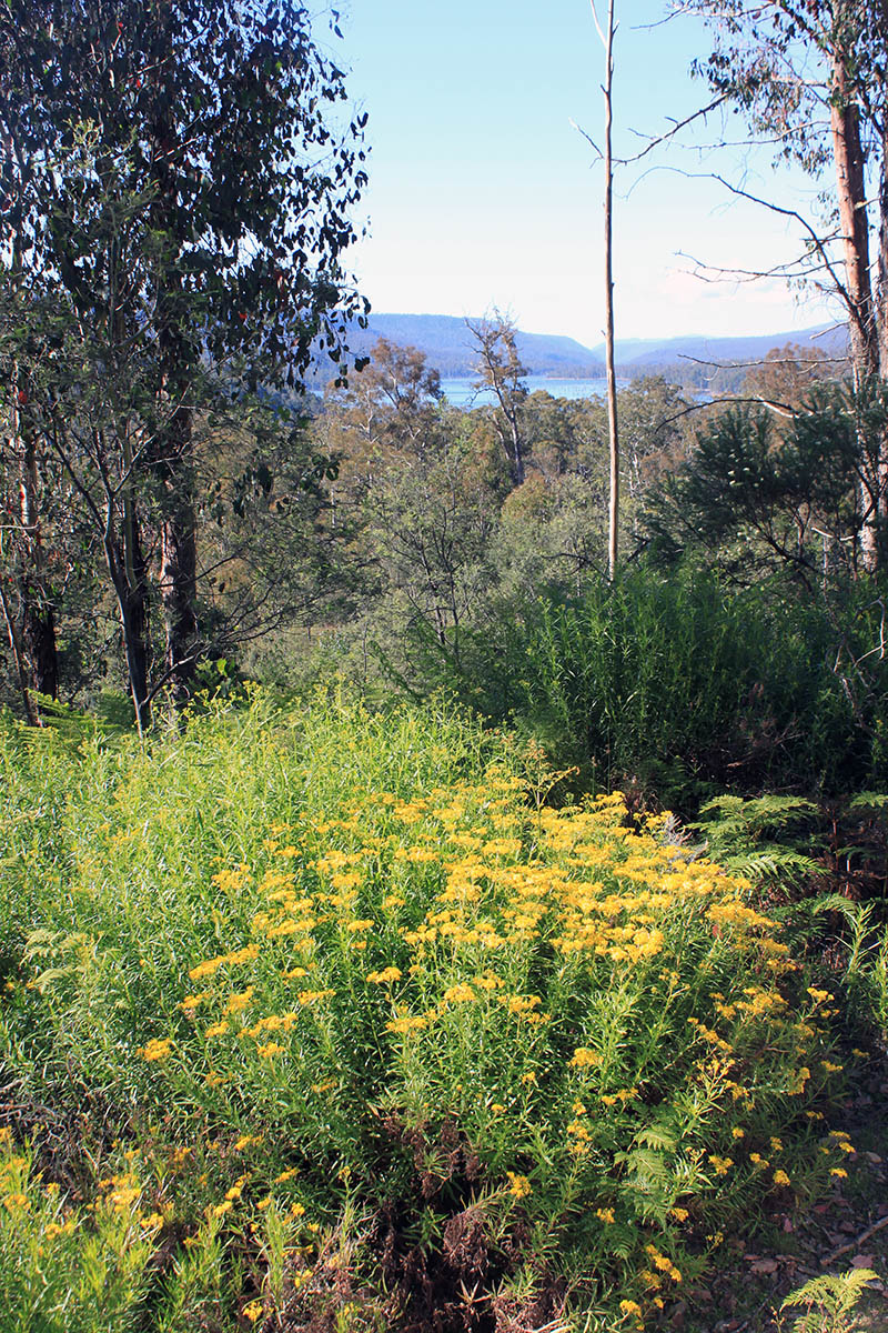 Стены Иерусалима, image of landscape/habitat.