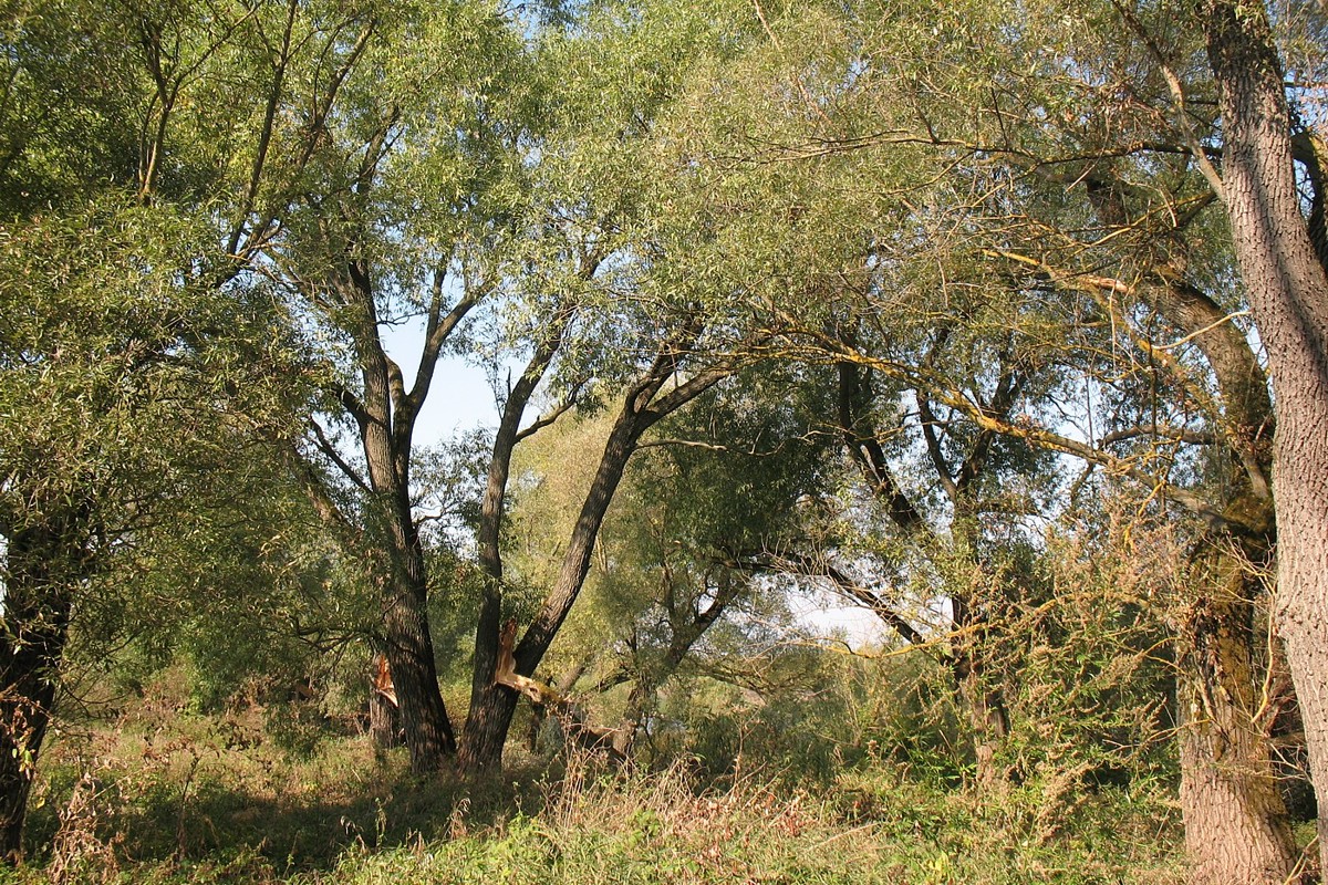 Берег р. Ока у г. Серпухов, image of landscape/habitat.