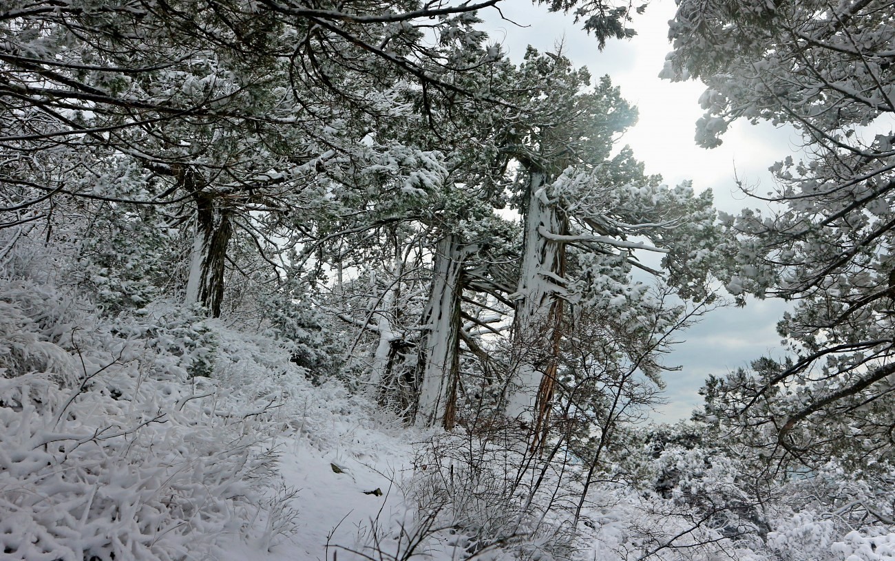 Мыс Большой Утриш, image of landscape/habitat.