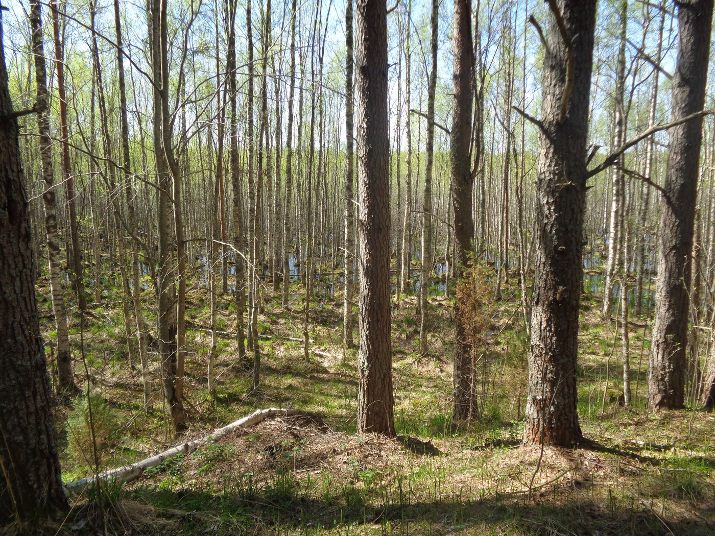 Козье болото, image of landscape/habitat.