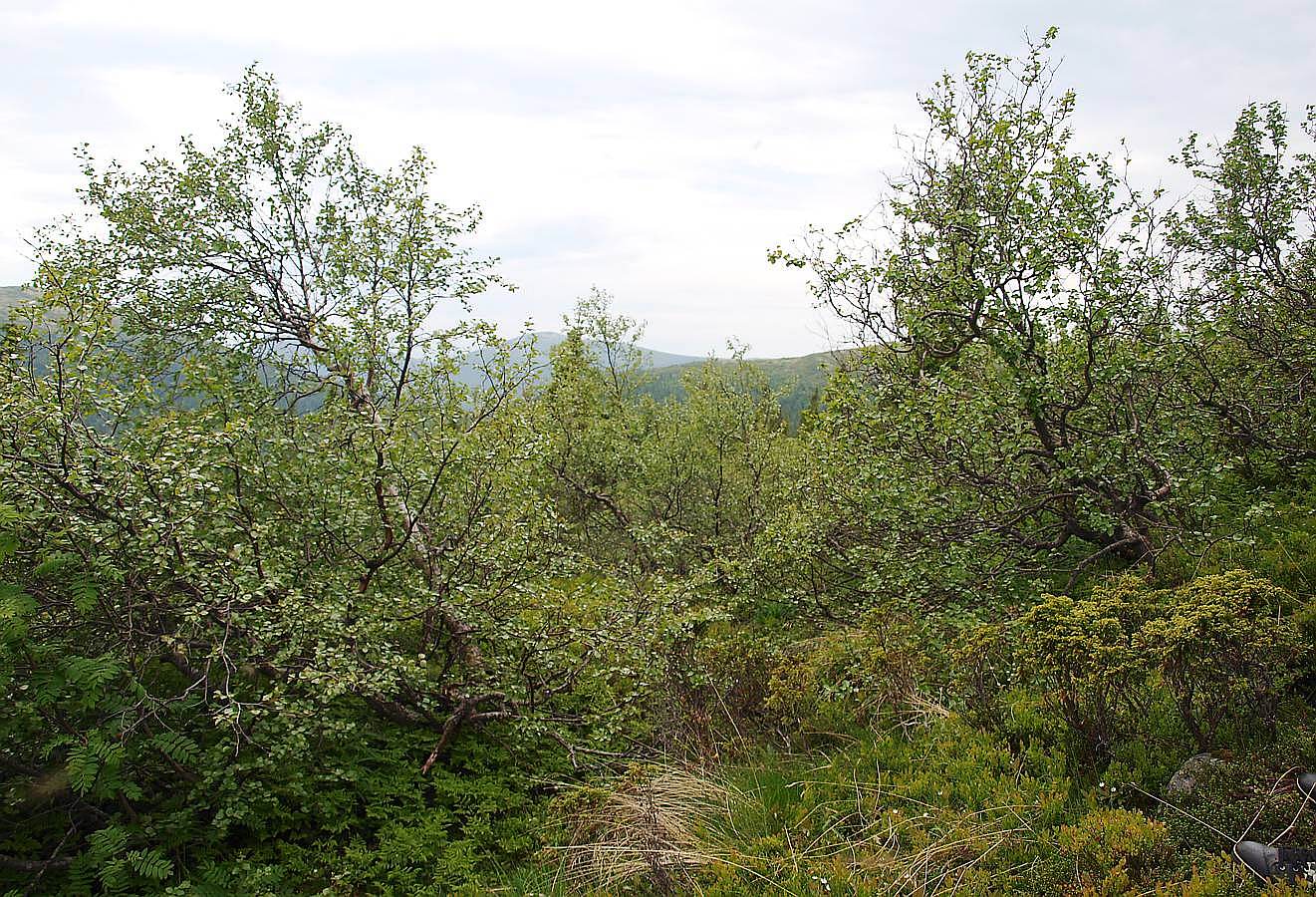 Лувеньгские Тундры, image of landscape/habitat.