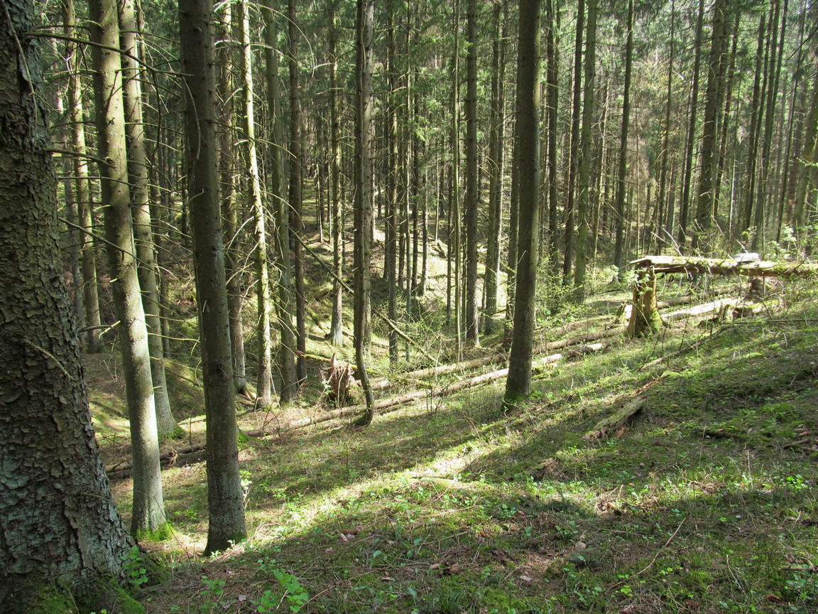 Урочище Климовка, image of landscape/habitat.