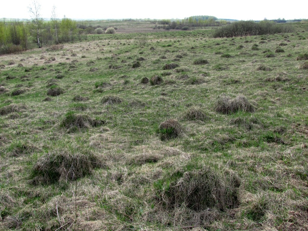 Клец, image of landscape/habitat.