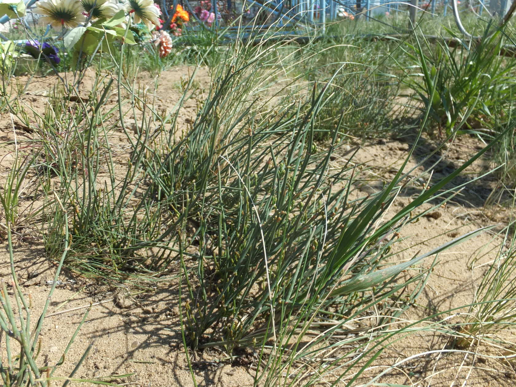 Кулундинская степь, image of landscape/habitat.