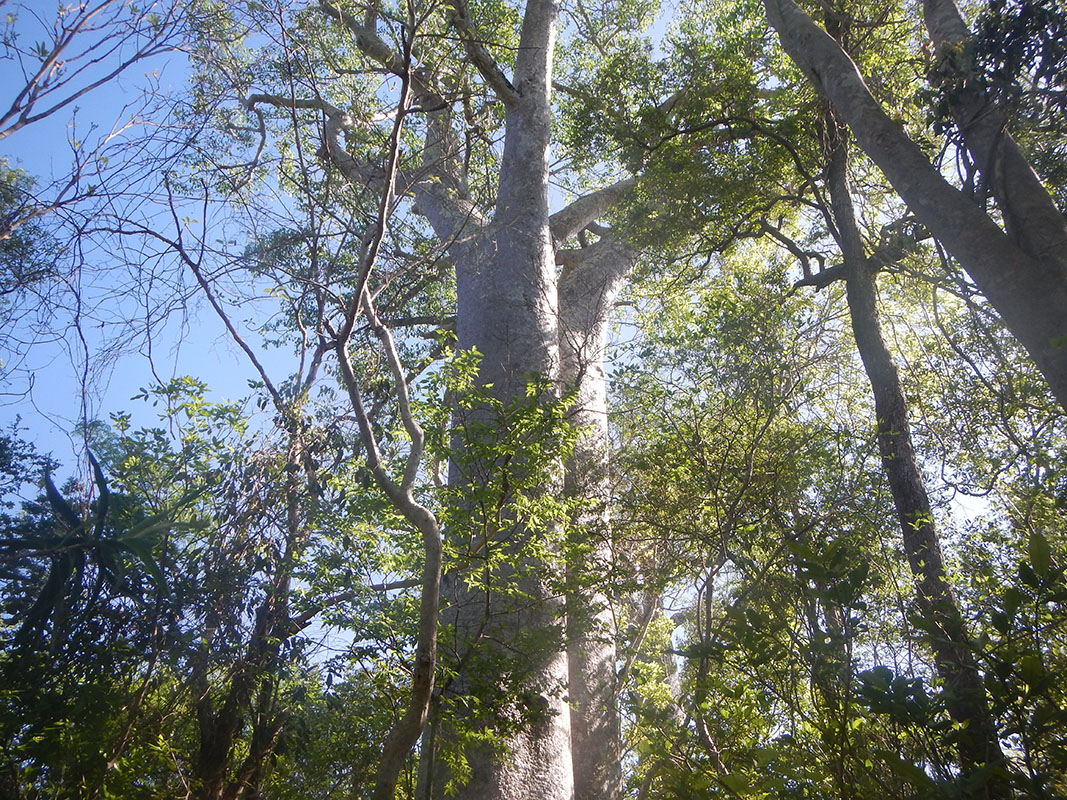 Нацпарк «Зомбицие-Вохибасия», image of landscape/habitat.