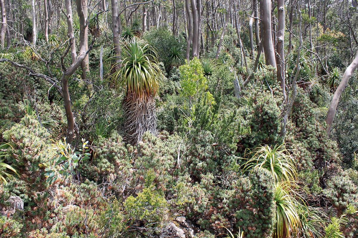 Маунт Филд, image of landscape/habitat.