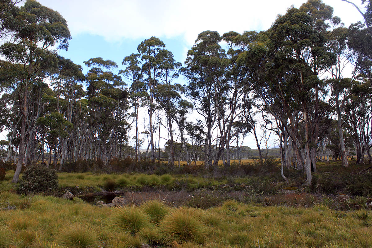 Юго-Западный парк, image of landscape/habitat.