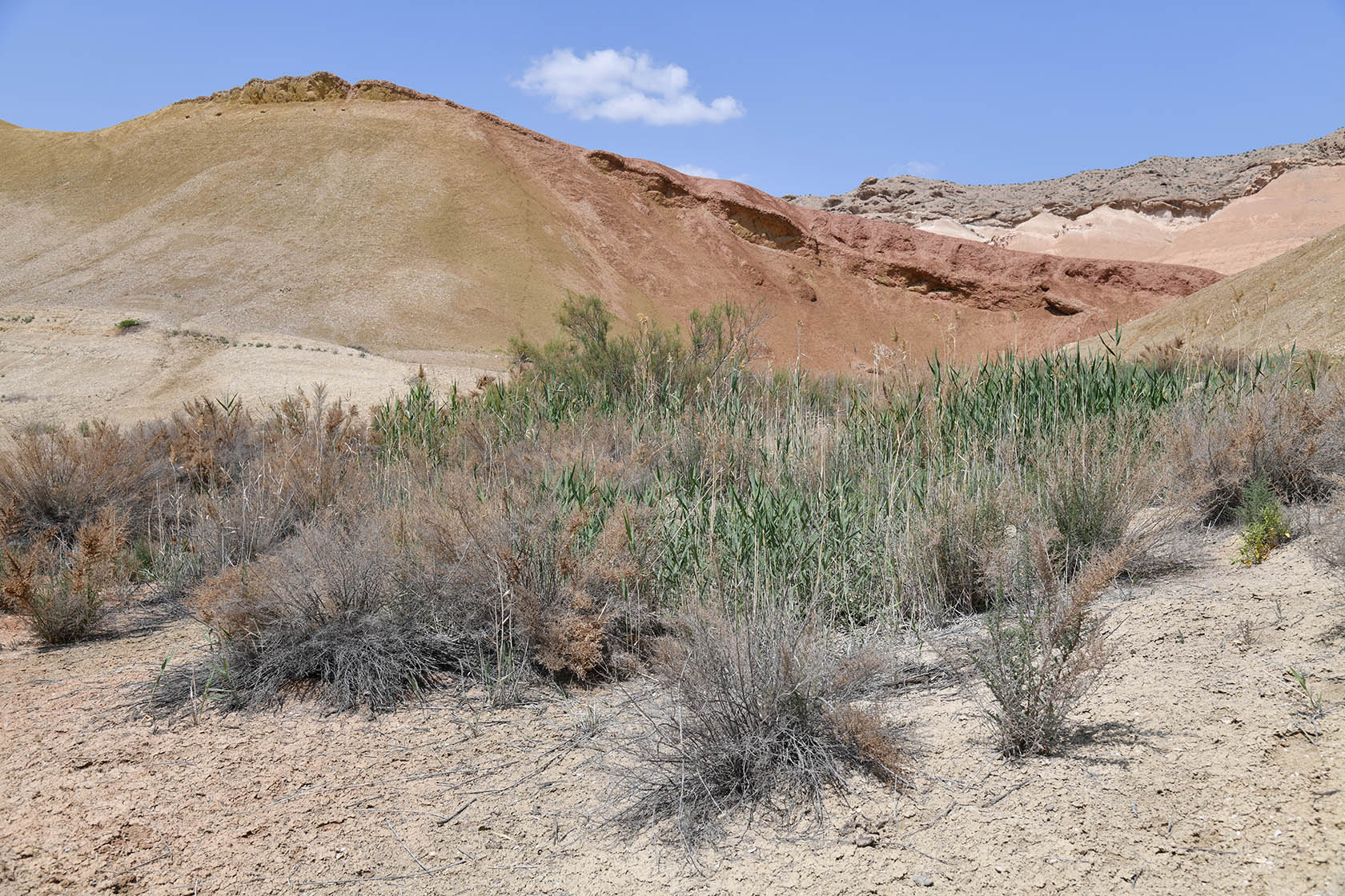 Исфара, image of landscape/habitat.