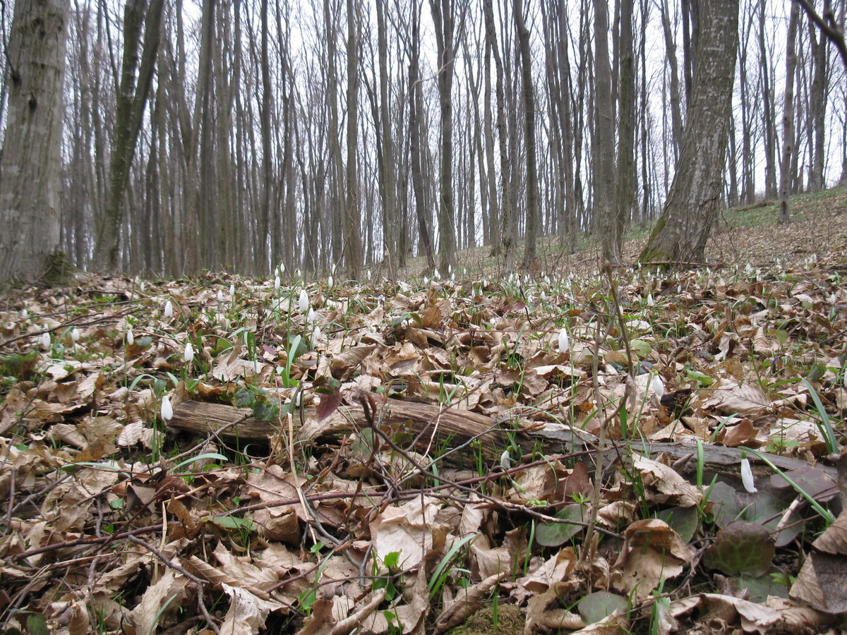 Снежки, image of landscape/habitat.