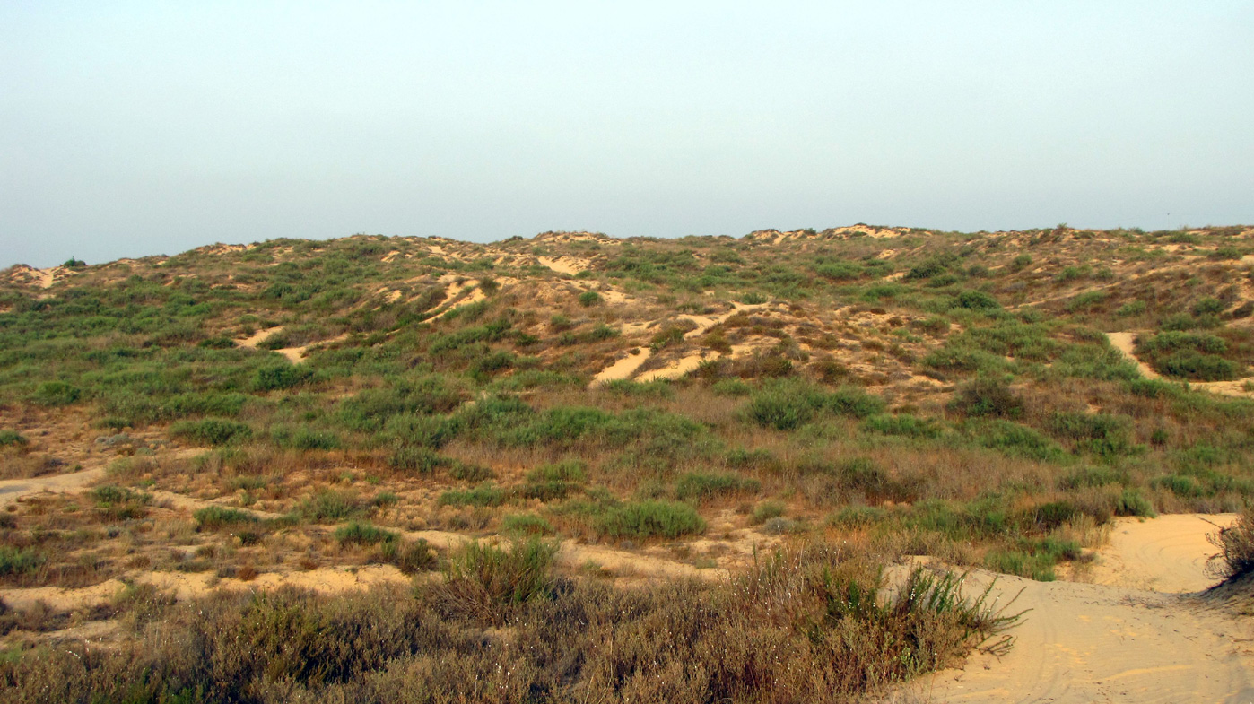 Пески на окраине города Холон, image of landscape/habitat.