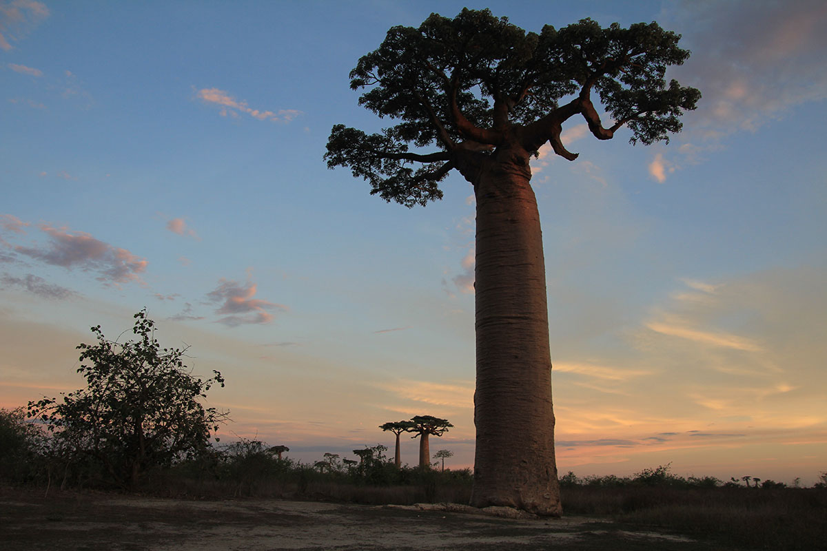 Заказник «Алли Де Баобаб», image of landscape/habitat.