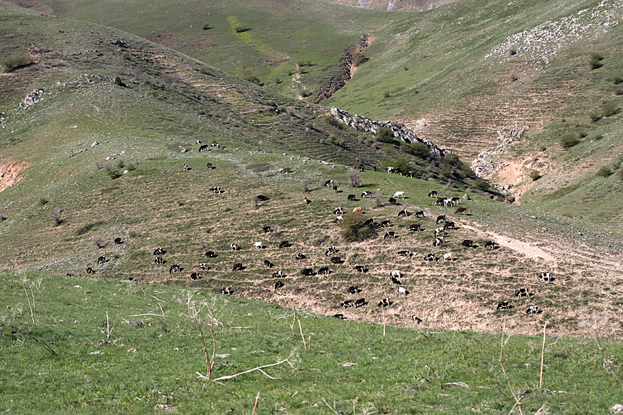 Горы Алатау, image of landscape/habitat.