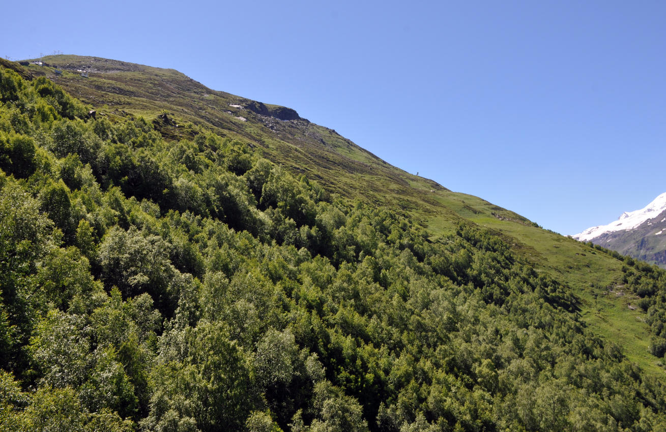 Восточный склон горы Чегет, image of landscape/habitat.