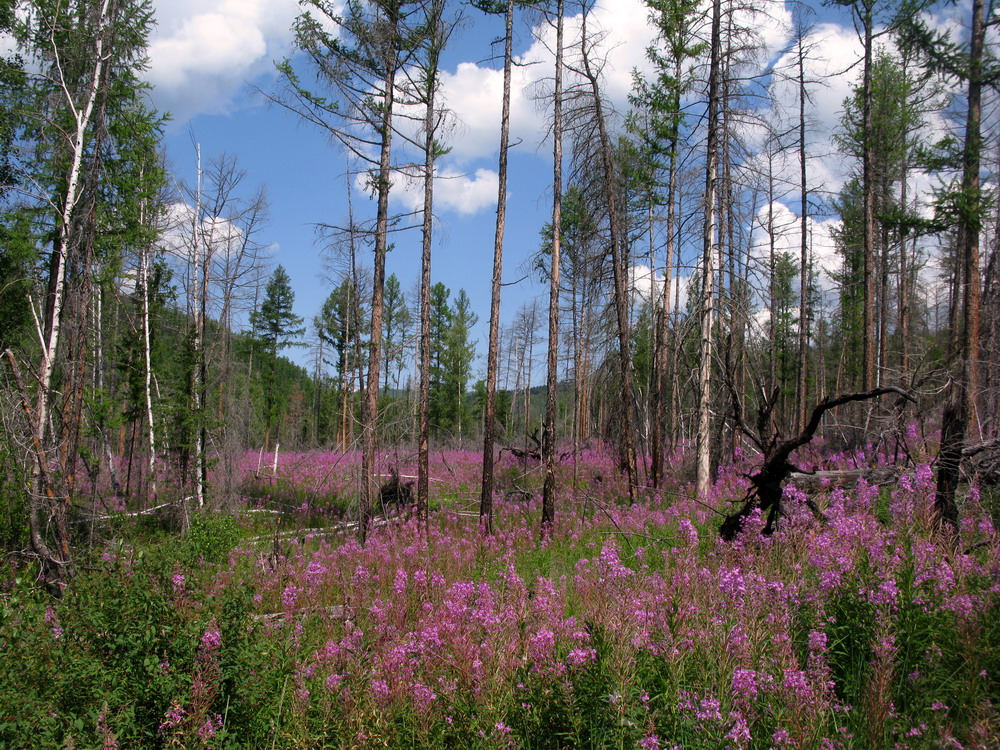 Гагульская котловина, image of landscape/habitat.