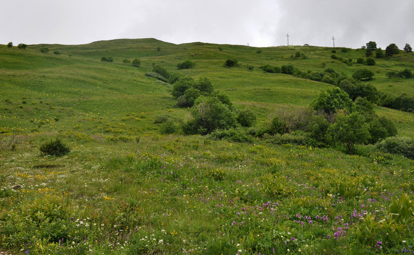 Восточный склон горы Чегет, image of landscape/habitat.