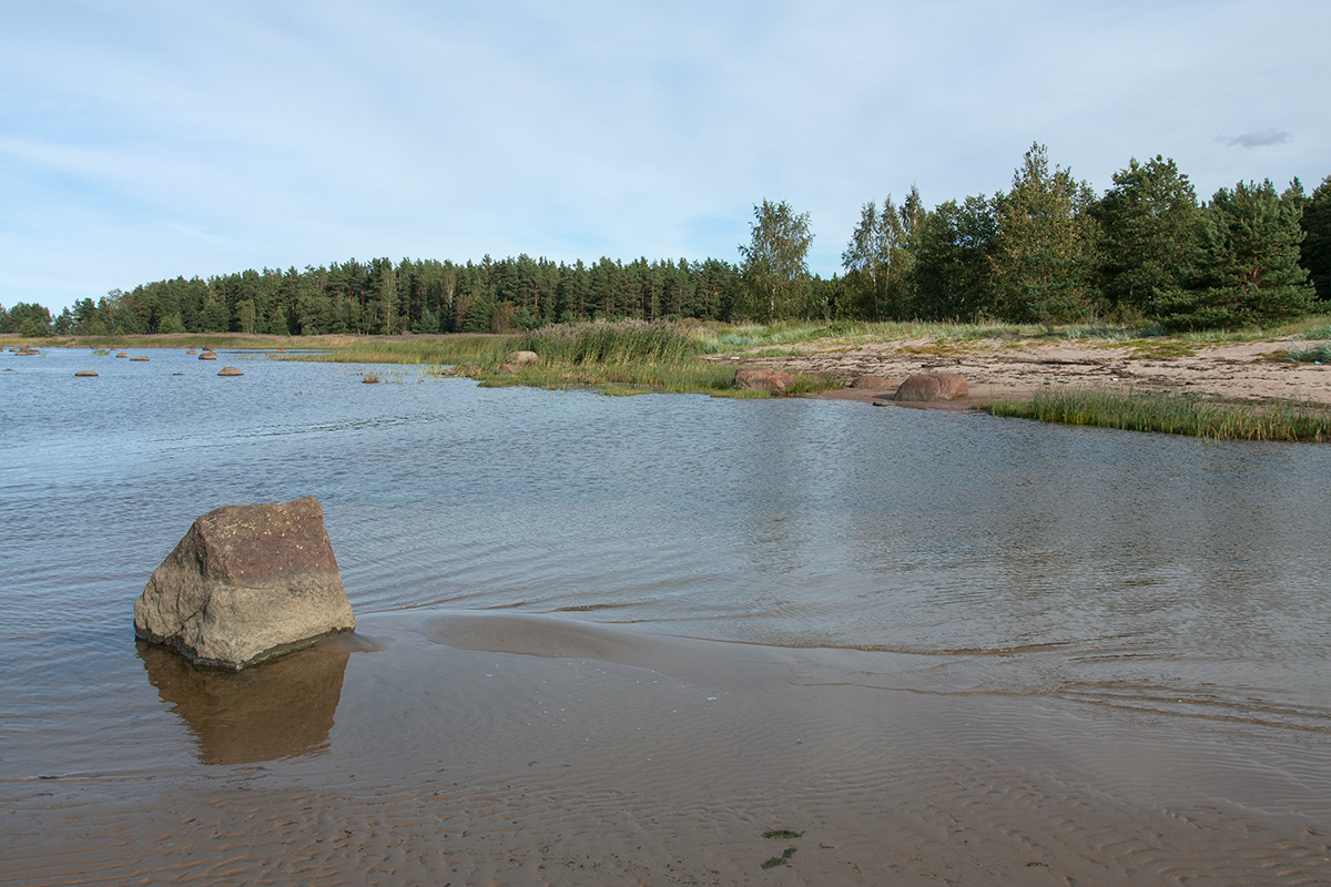 Новое Гарколово, image of landscape/habitat.