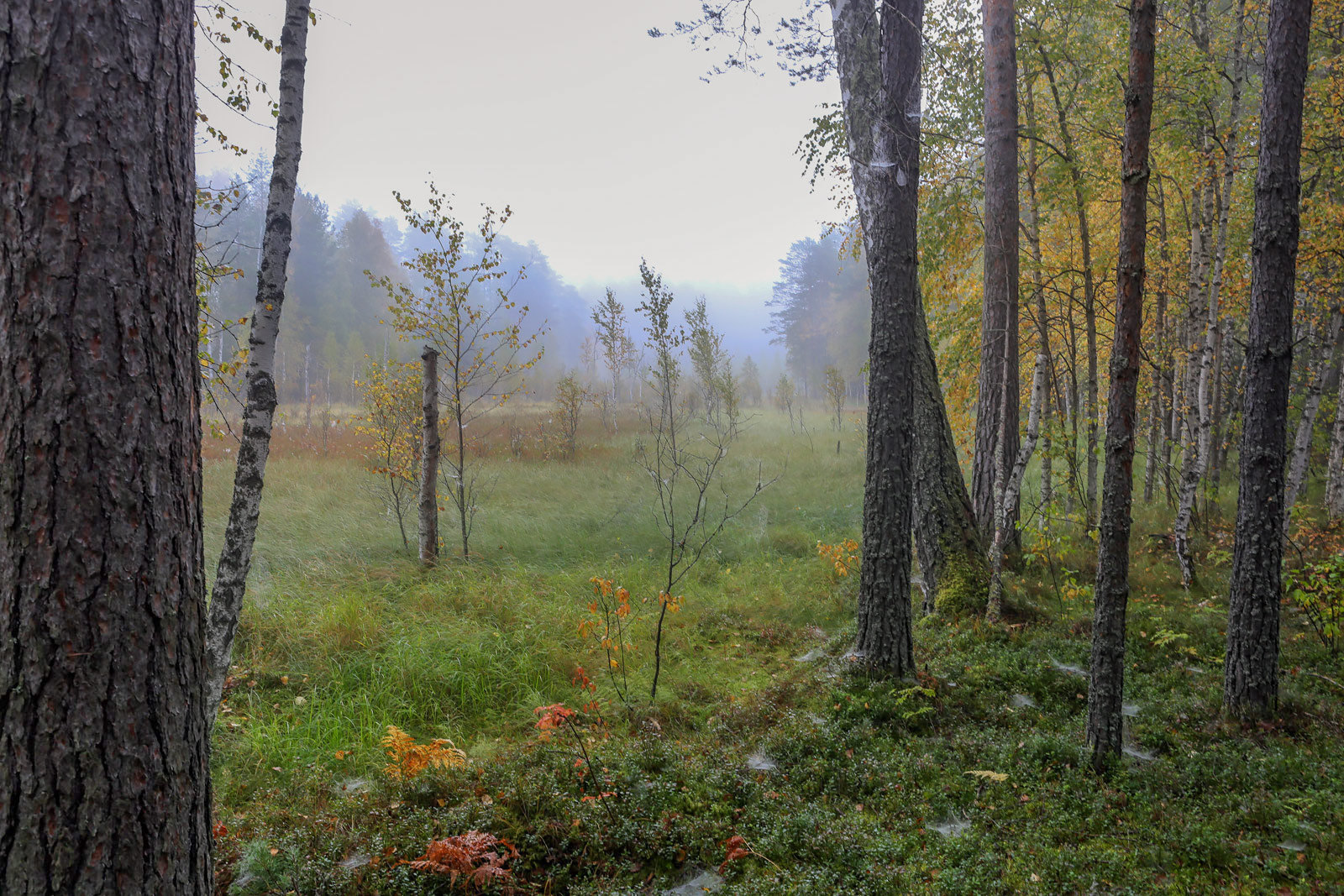 Кунчурихинский бор, image of landscape/habitat.