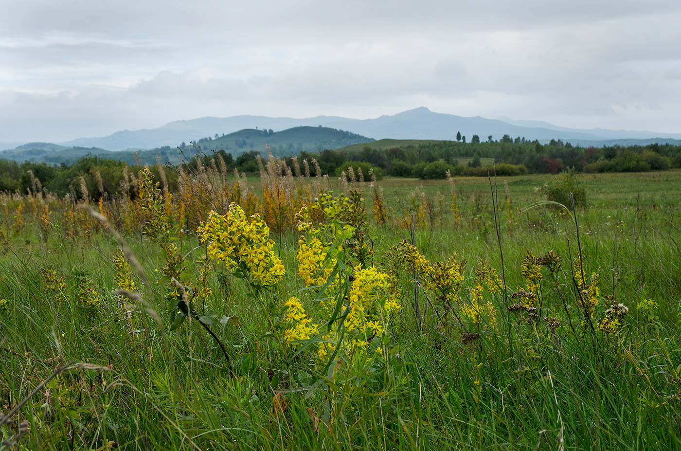 Яльчигулово и окрестности, image of landscape/habitat.