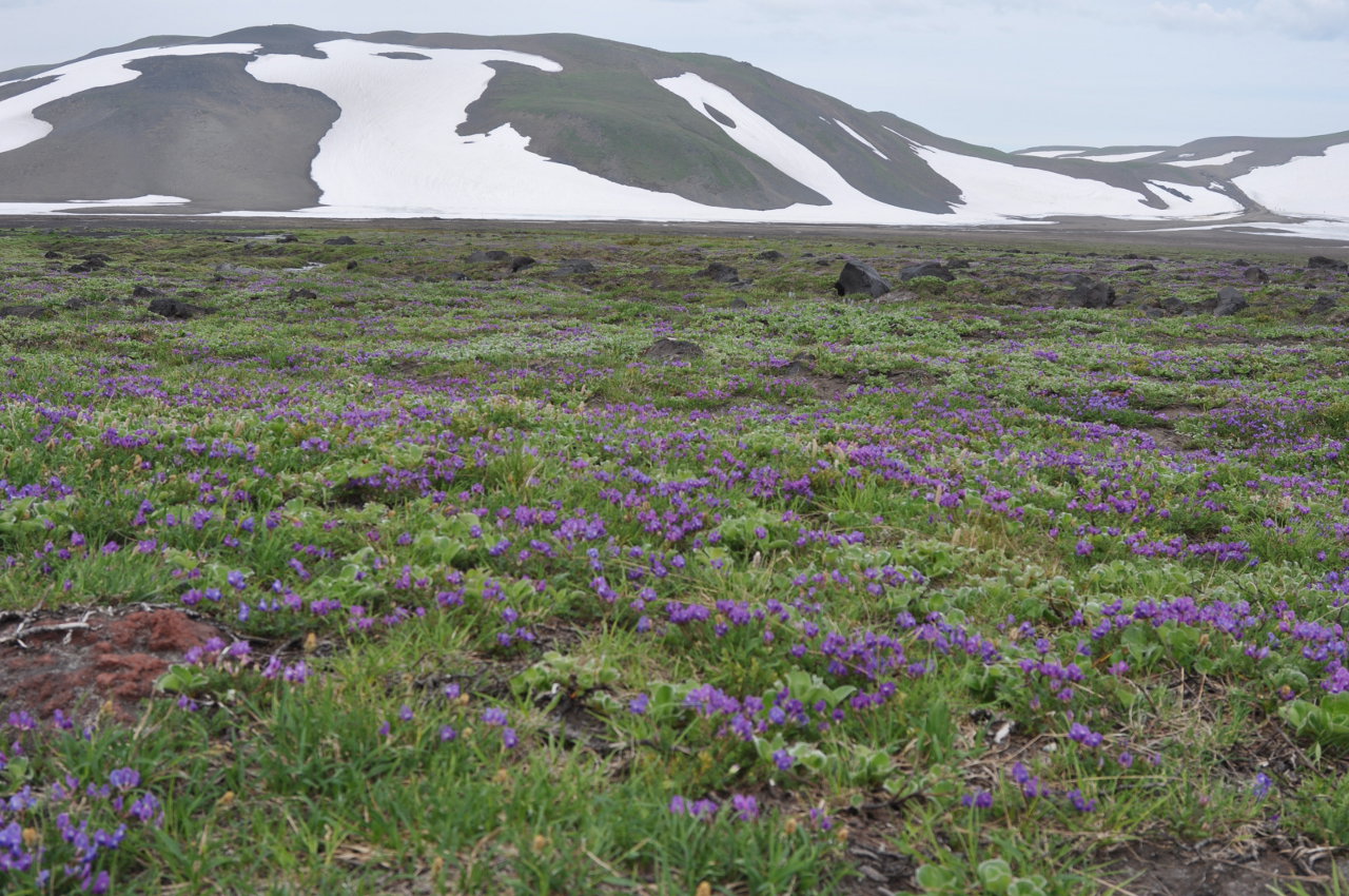 Вулкан Горелый, image of landscape/habitat.