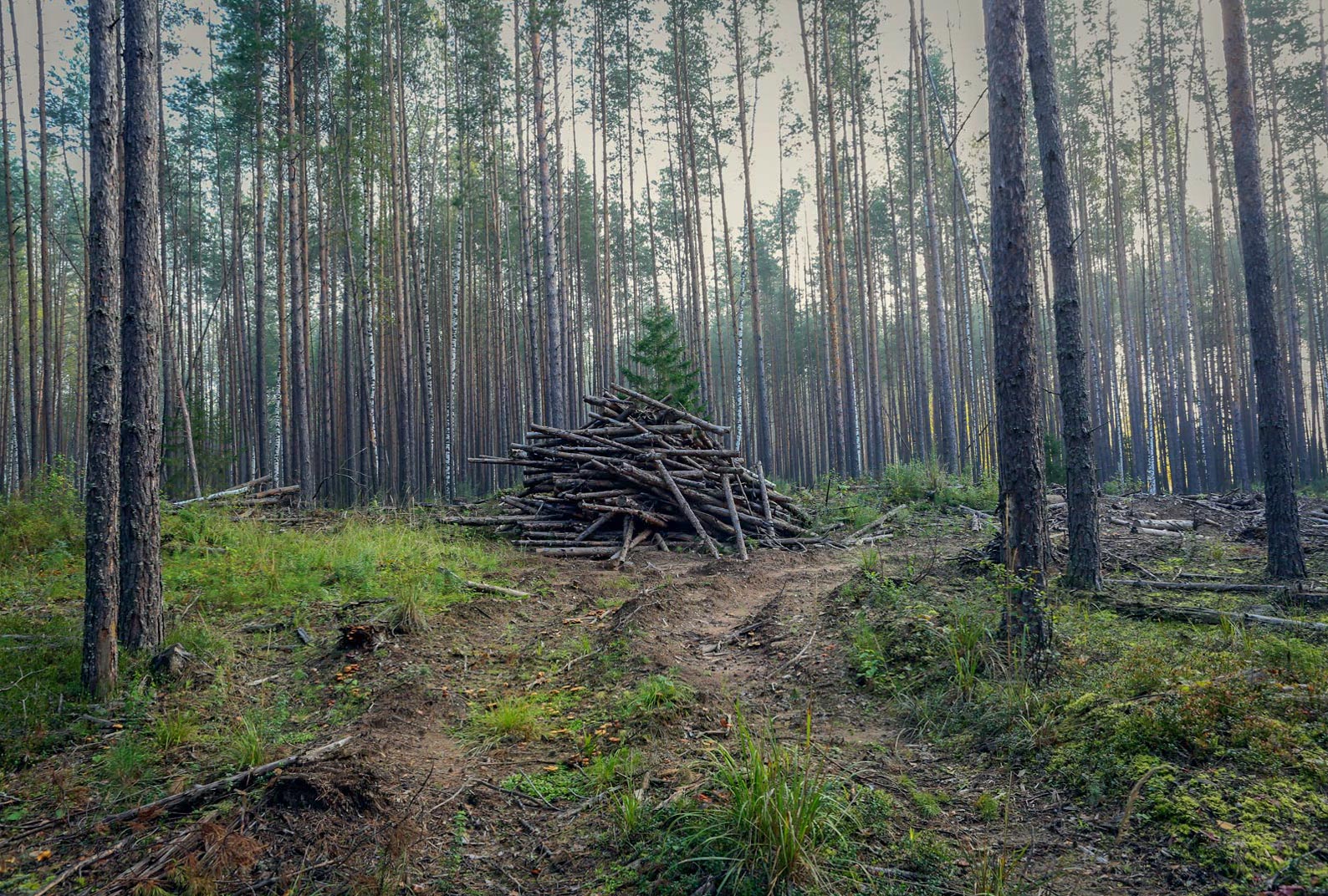 Кунчурихинский бор, image of landscape/habitat.