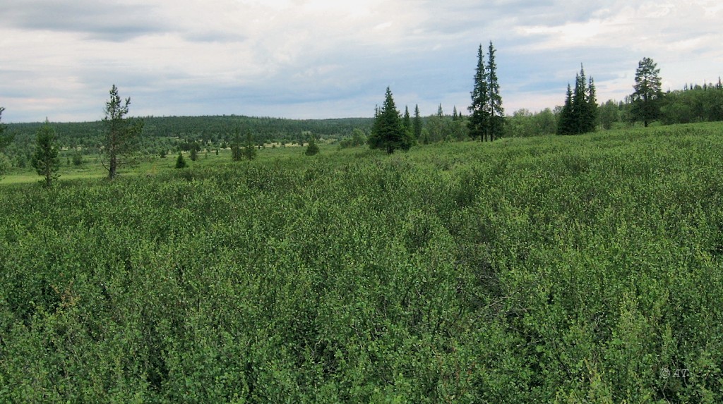 Парусная, image of landscape/habitat.