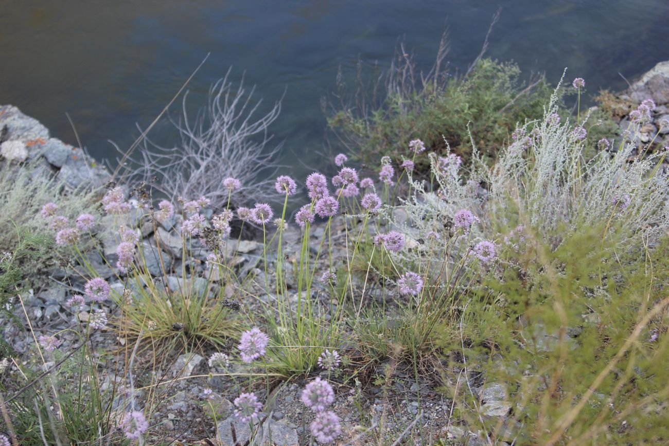 Лодочная переправа Куркуре, image of landscape/habitat.