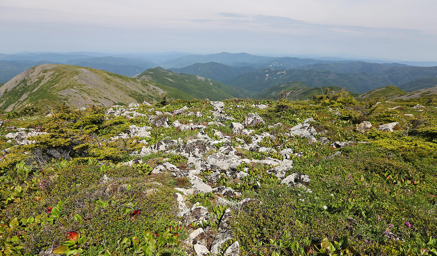 Гора Снежная, image of landscape/habitat.