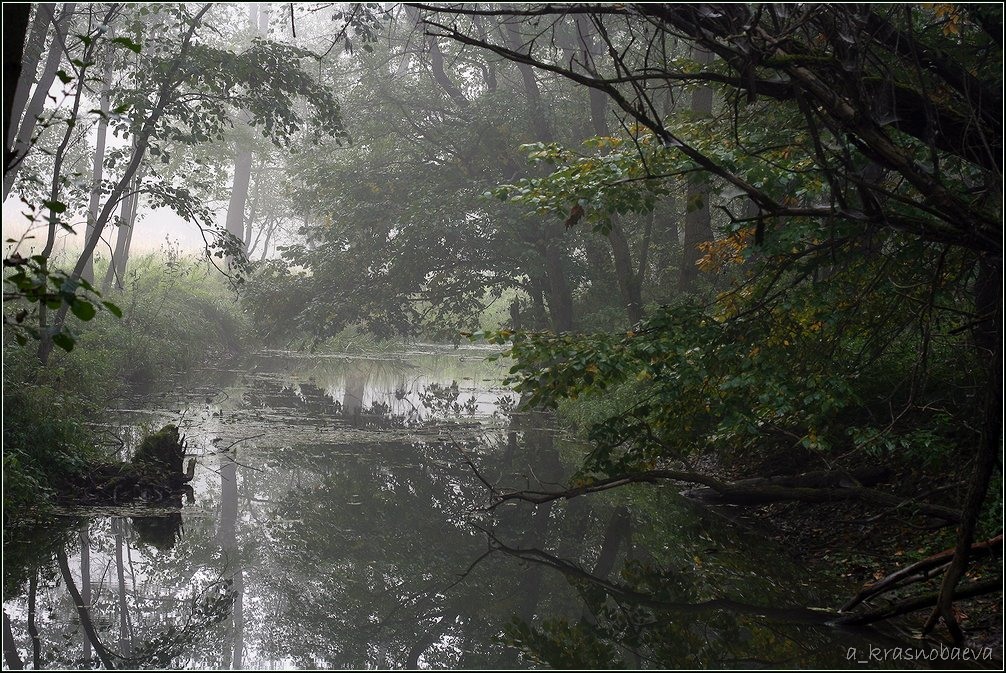 Дубна и окрестности, image of landscape/habitat.