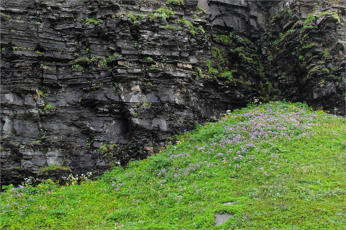 Мыс Земляной, image of landscape/habitat.